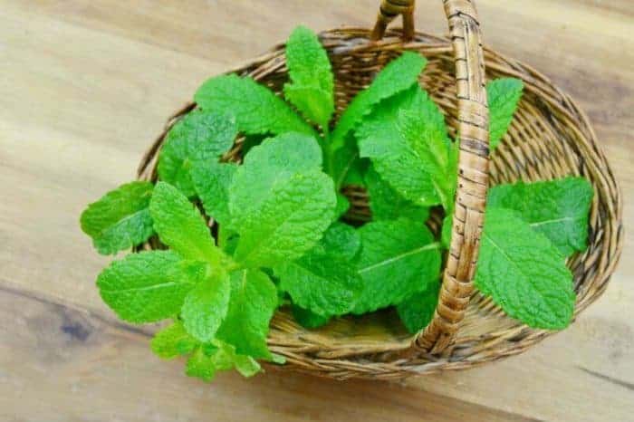 Health Benefits of Peppermint Leaves