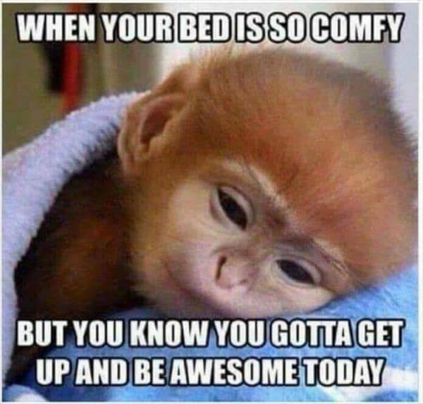funny memes about good morning