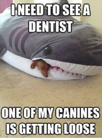 dental memes funny