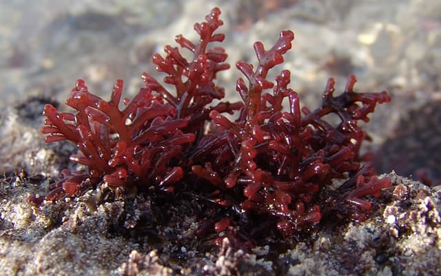 benefits of red marine algae 